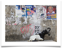 Graffiti goat - John Taylor